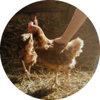 Huhn wird gestreichelt