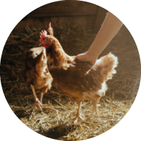 Huhn wird gestreichelt Huhn wird gestreichelt